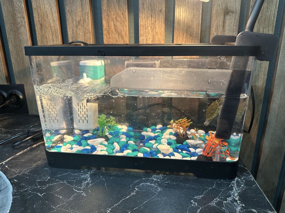 Красноухая черепашка с аквариумом