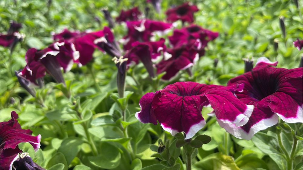 Петуния рассада цветы