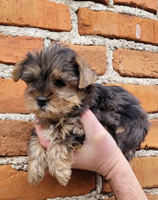 Йоркширски териер-мини !!!