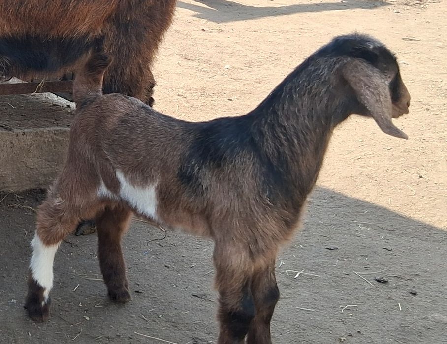 Disponibil tap 1 .5 ciut genetic !