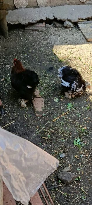 Vând o pereche de puișori cochinchina pitic