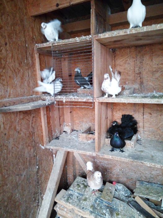 Desfintez crescătorie de porumbei