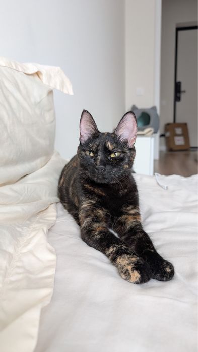 Кошка трехцветка Молодая стерилизованная ласковая кошка ищет дом