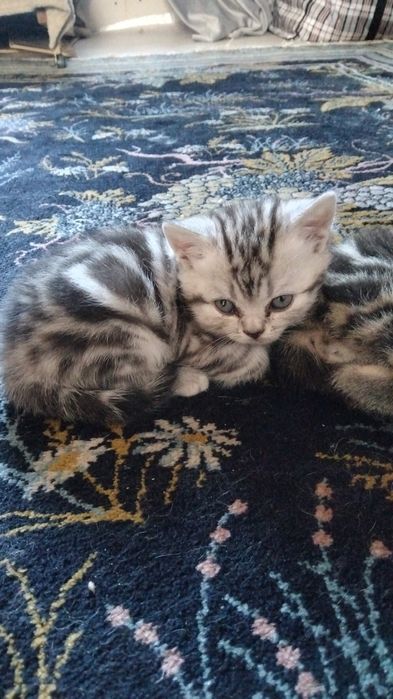 Продаются котята британцый