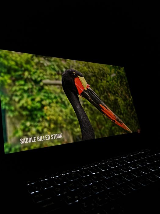 ASUS ViviBook Pro 14