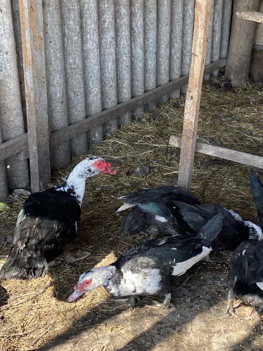 Индоуткалар сатылады, еті өте пайдалы