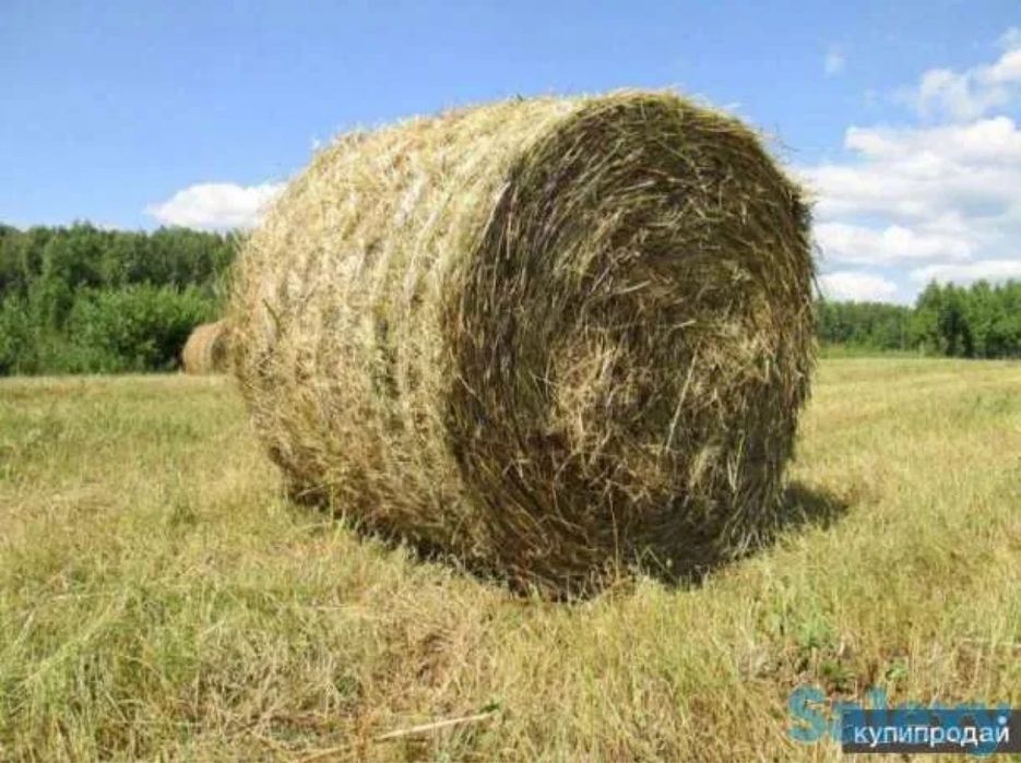 Продам сено Суданка