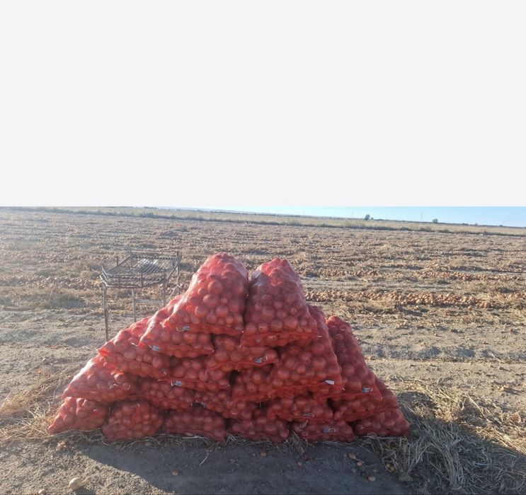 Оптом Лук  репчатый