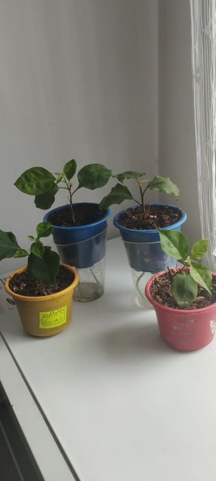 Бугенвиллии разные.