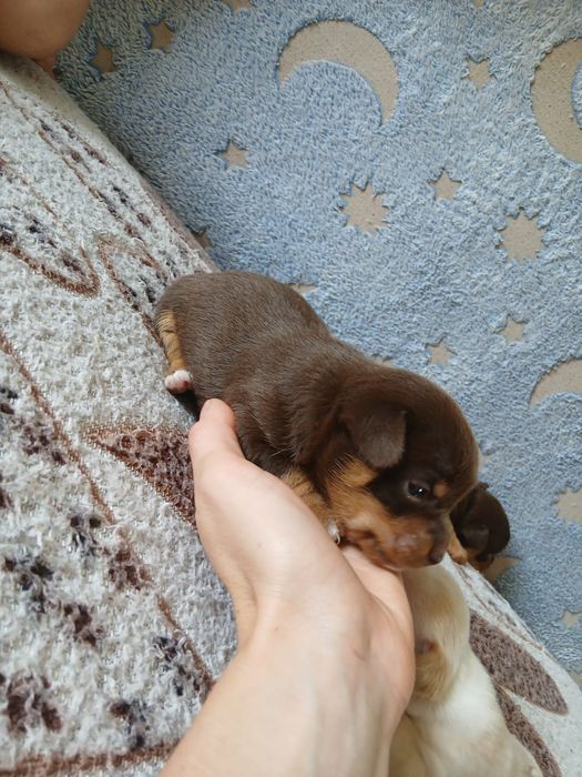 Мини руский Той Бронь