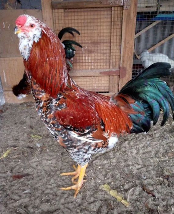 Орловский зотли товуклар тухумга заказ оламиз