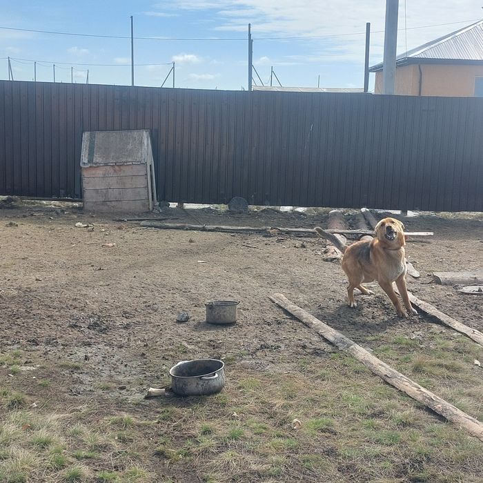 Немецкая овчарка