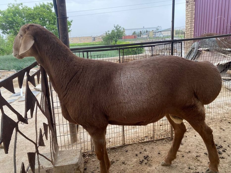 Qoy qoʻchqor aqiqa Qurbonlikka