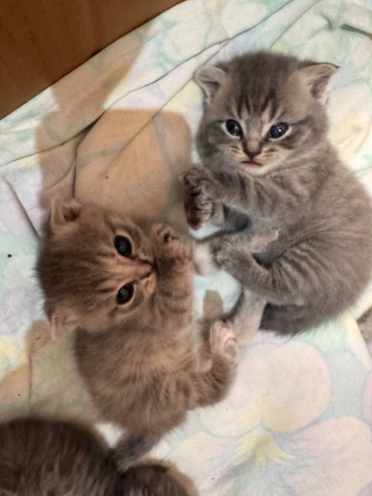 Чистокровные котята Скотиш Фолд