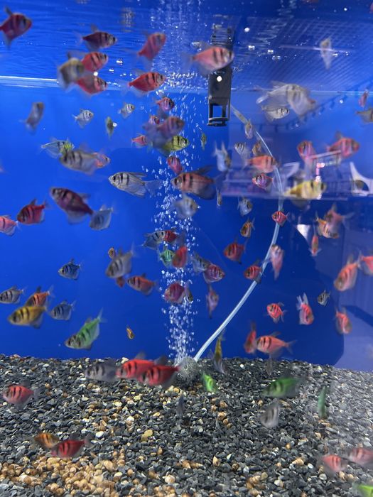 Аквариумные рыбки