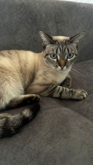 Отдам кошку в добрые руки