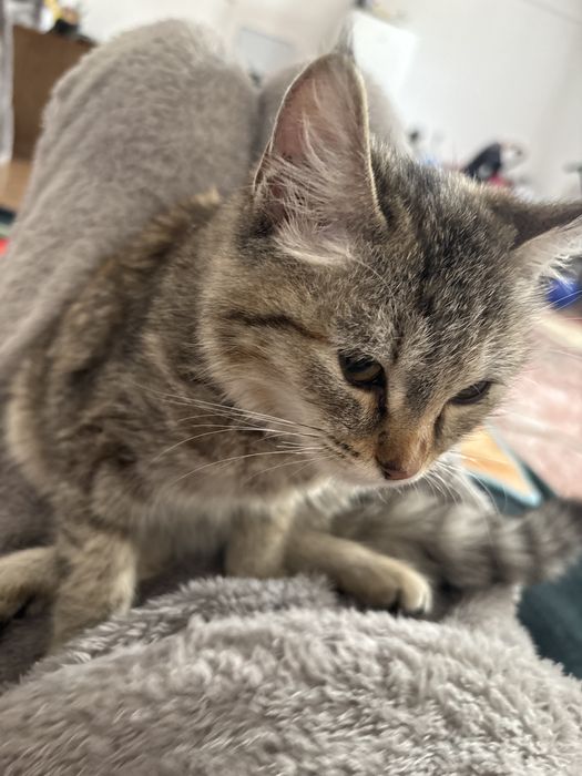 Отдам котёнка в добрые руки