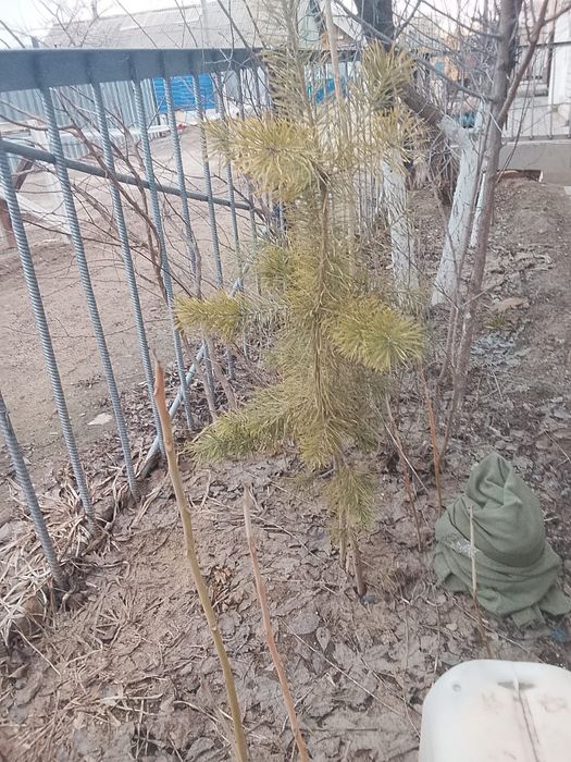 Продам саженцы абрикоса и сосну