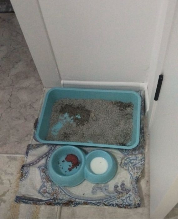 Котенка продам в хорошике руки