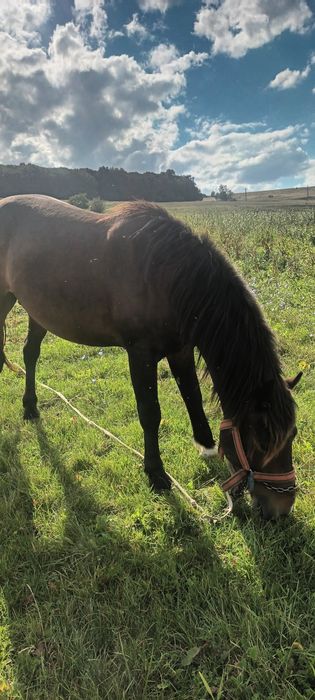 Vand sau schimb cu vitei oi sau capre