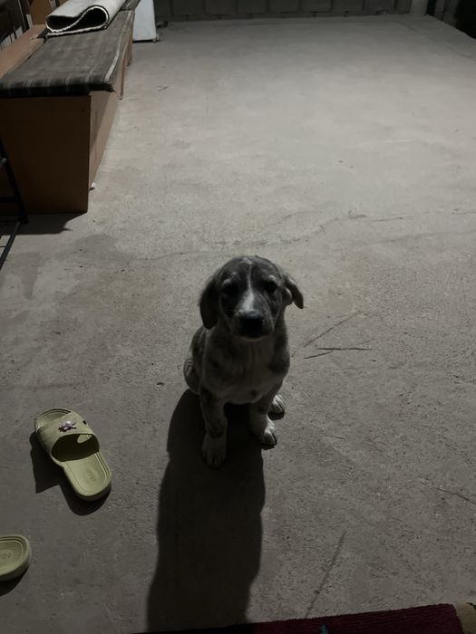 Щенок бесплатно отдам