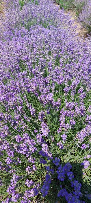 Лавандулова вода