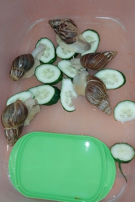 Улитки Ахатинки Ахатинка