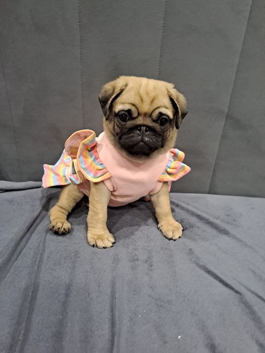 Очаровательная девочка мопсик.