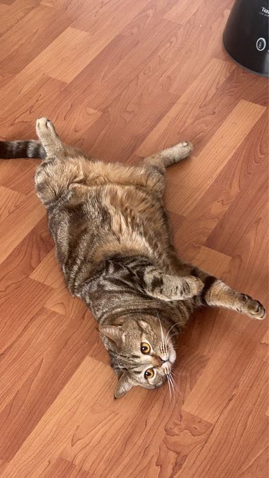 Отдам кота(скоттиш-страйт) в добрые ручки