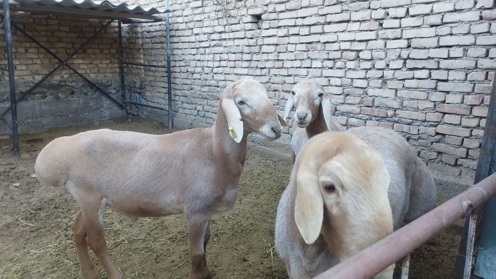 Киргиз Арашан кучкорлар сотилади