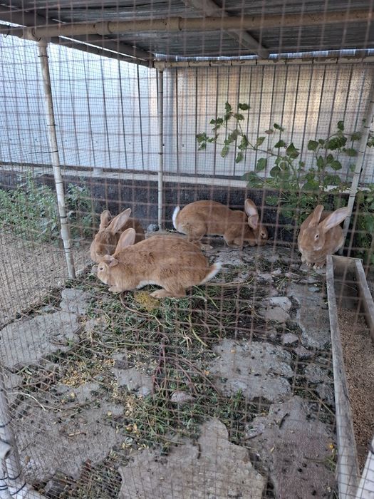 Кояндар сатылады