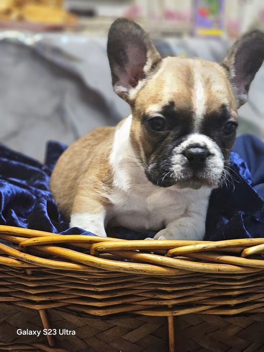 Французский бульдог