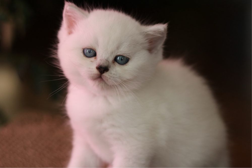 Британски късокосмести котенца – Silver Shaded, Golden Shaded и Colourpoint