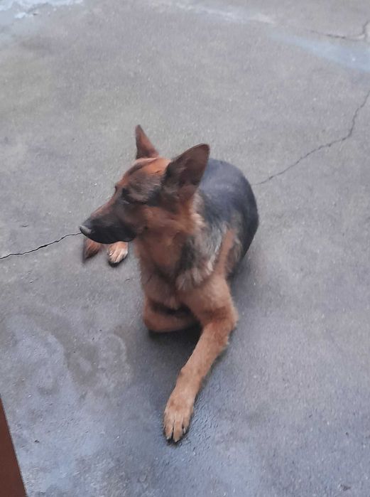 Ищем подругу для вязки