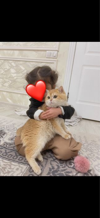 zalatisti shinshilla ogl qiz