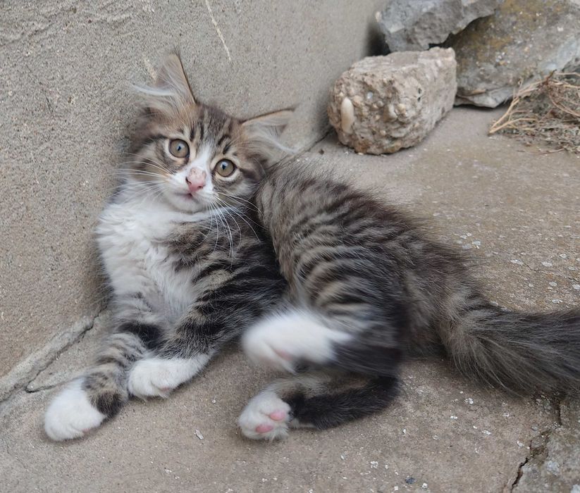 Подарявам котета