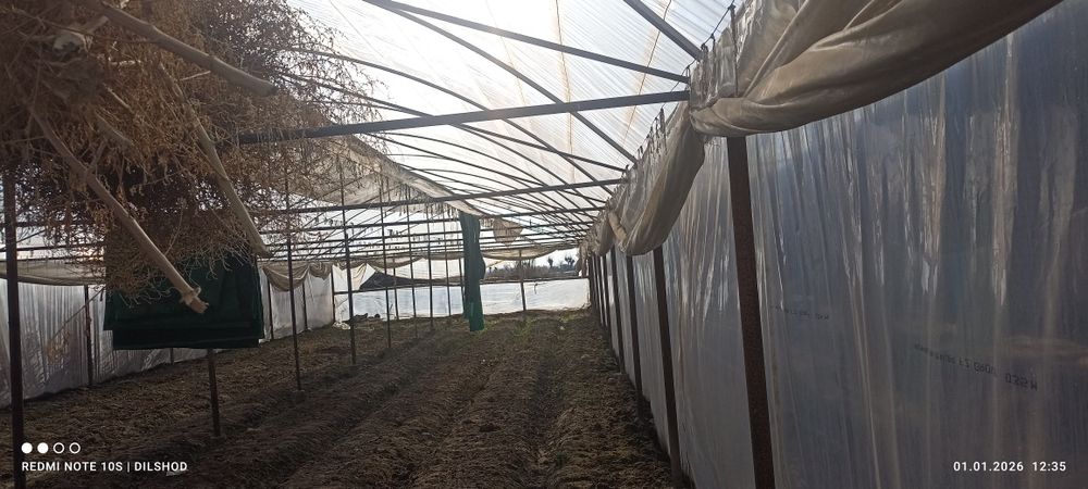 Parnik sotiladi 5 sutik