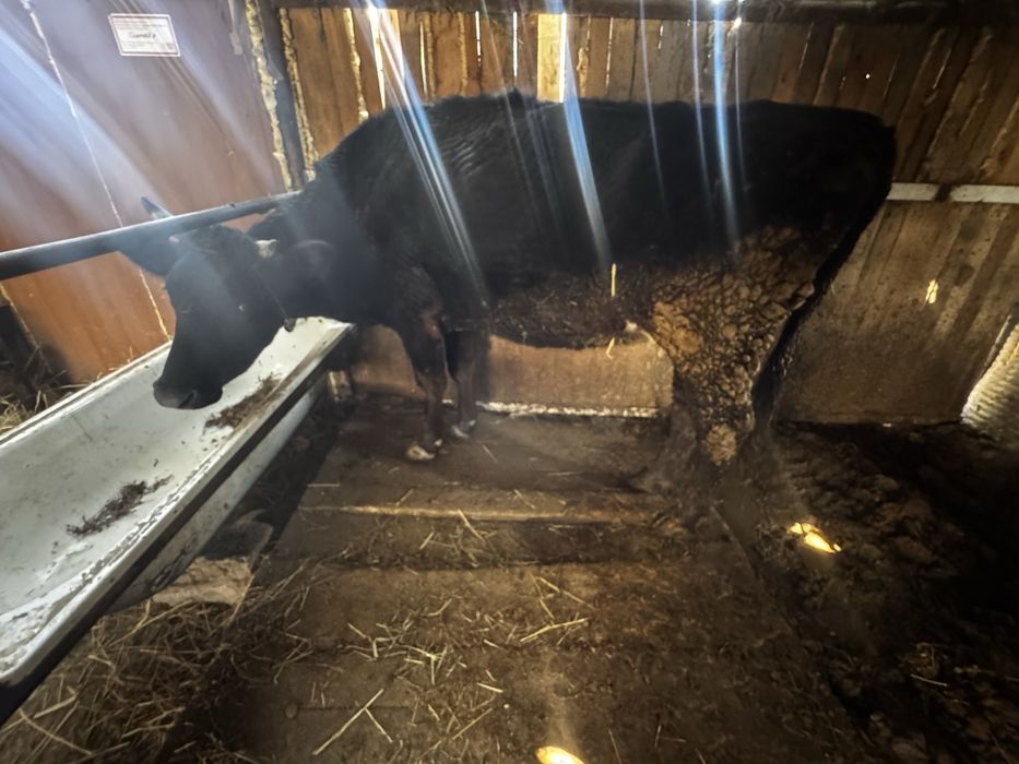 Продам трех коров срочно