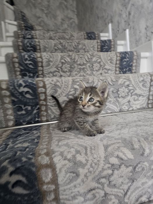 Asal mushukchalarim xadiyaga beraman yaxshi qo'larga