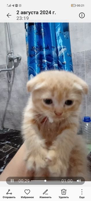 Веслоухий котенок