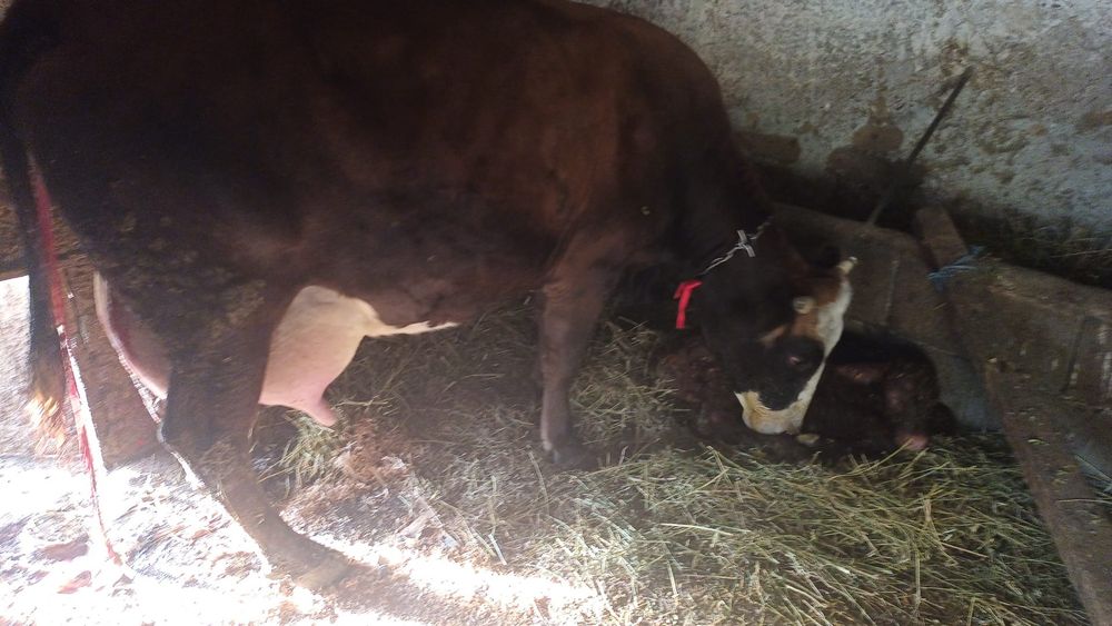 Vând vacă rasa celsy