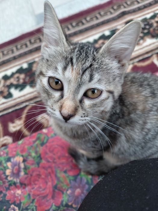 Отдаю котят в хорошие руки