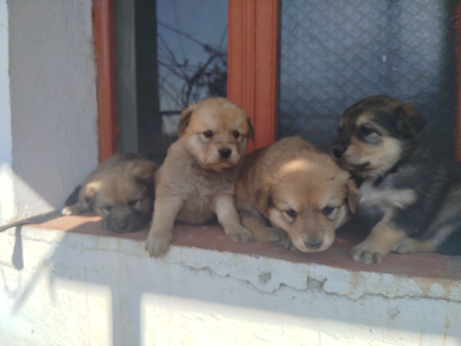 Отдам щенков девочек в хорошие руки безплатно
