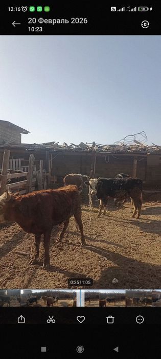 Патсос еркек огиздер