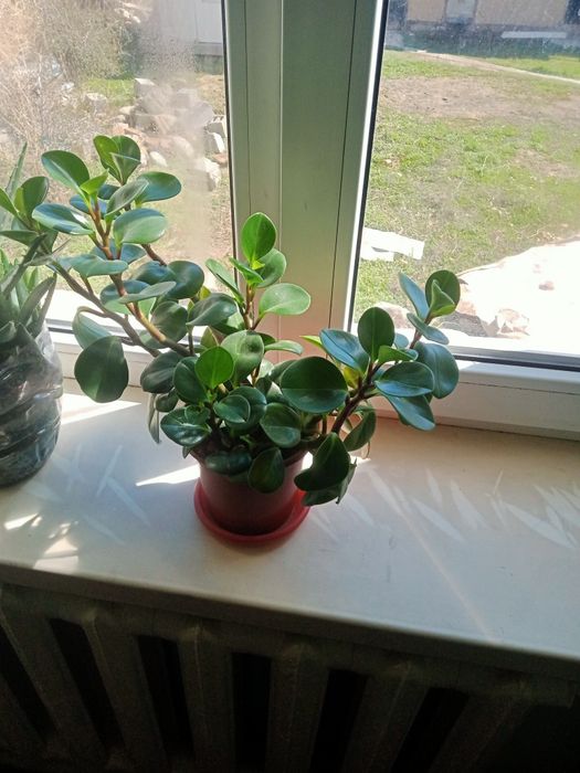 Продам комнатные цветы