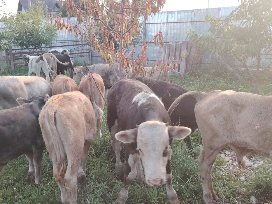 Vând viței înțărcați