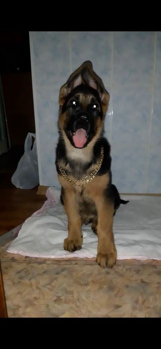 Вязка немецкой овчарки