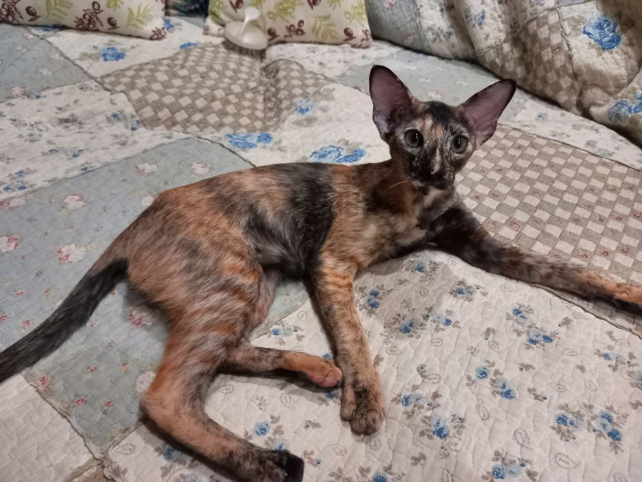 Продам ориентального котенка, девочку