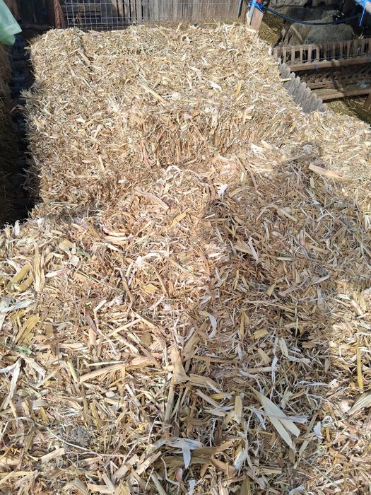 Orzosica, porumb ,ciocani