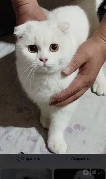 Scottish fold 1 yosh